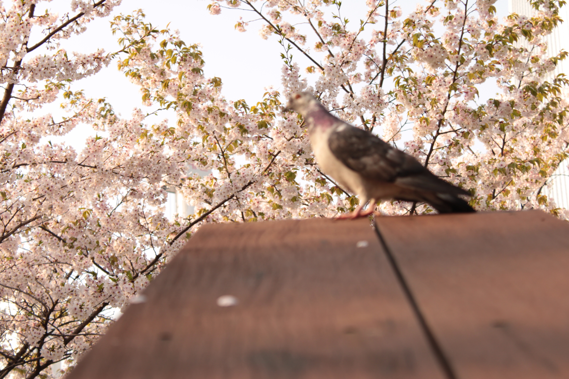 Bird and Cherry Blossoms